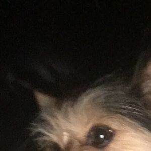 Meet your Posher, Wilmer